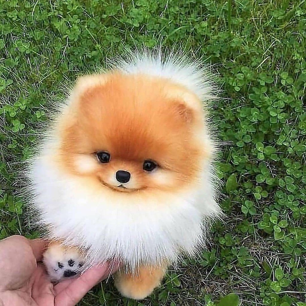 Померанский шпиц Teacup.