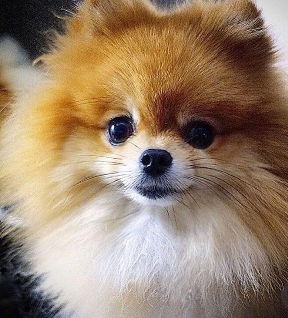 Померанский шпиц глаза