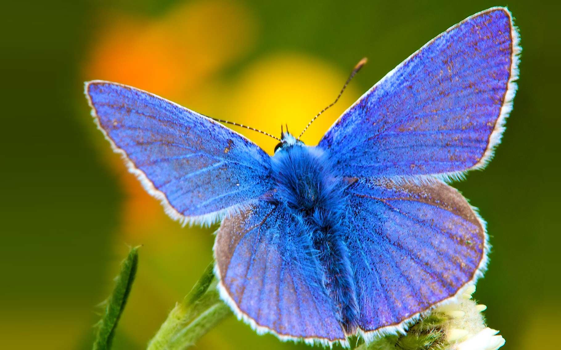 Голубянки чудесной. Голубянка Икар бабочка. Голубянка Икар (Polyommatus Icarus).. Голубянка мелеагр. Голубянка Икар самка.