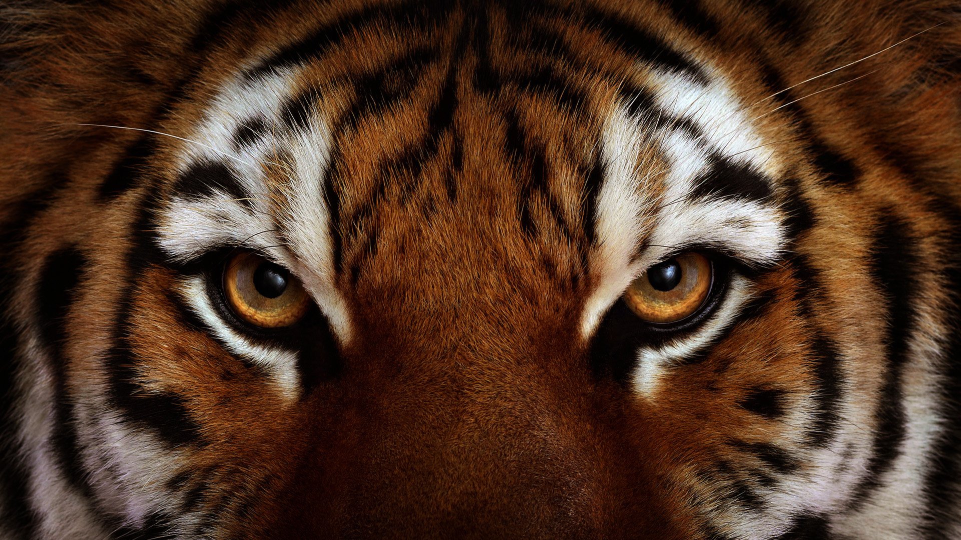 Тигр картинки (59 фото)