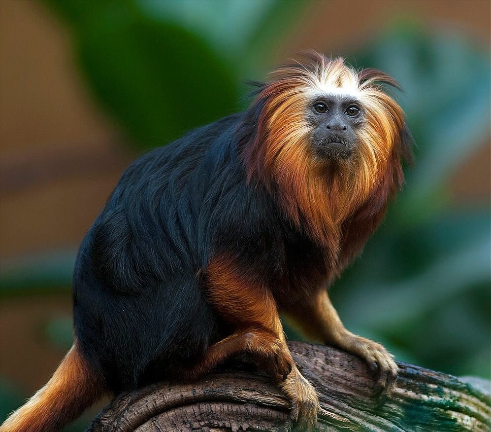 Обезьяна львиная игрунка