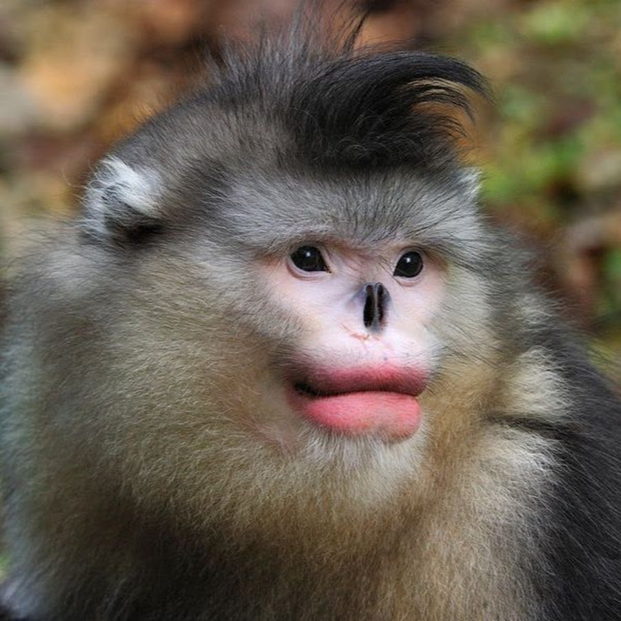 Немейский тонкотел