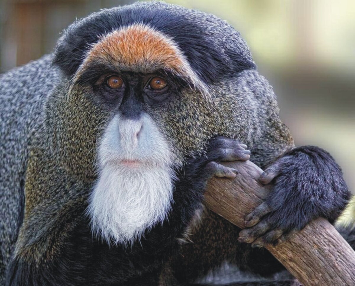 Мартышка де брасса