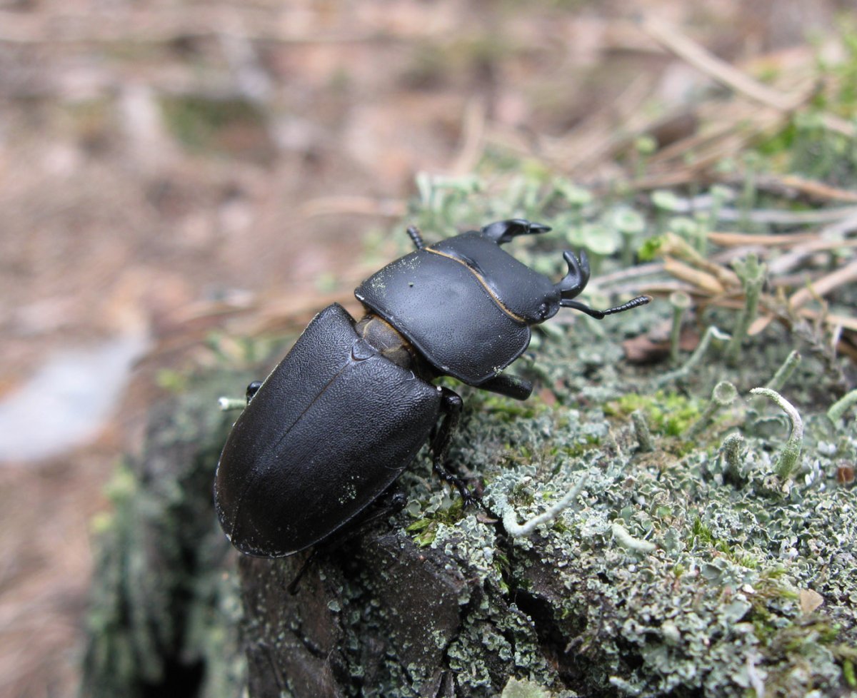 Жук Стригун Кравчик