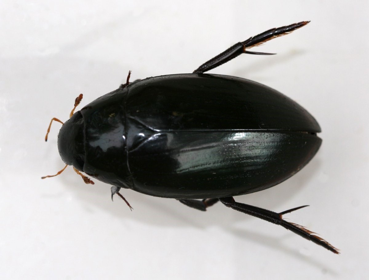 Жук черный водолюб
