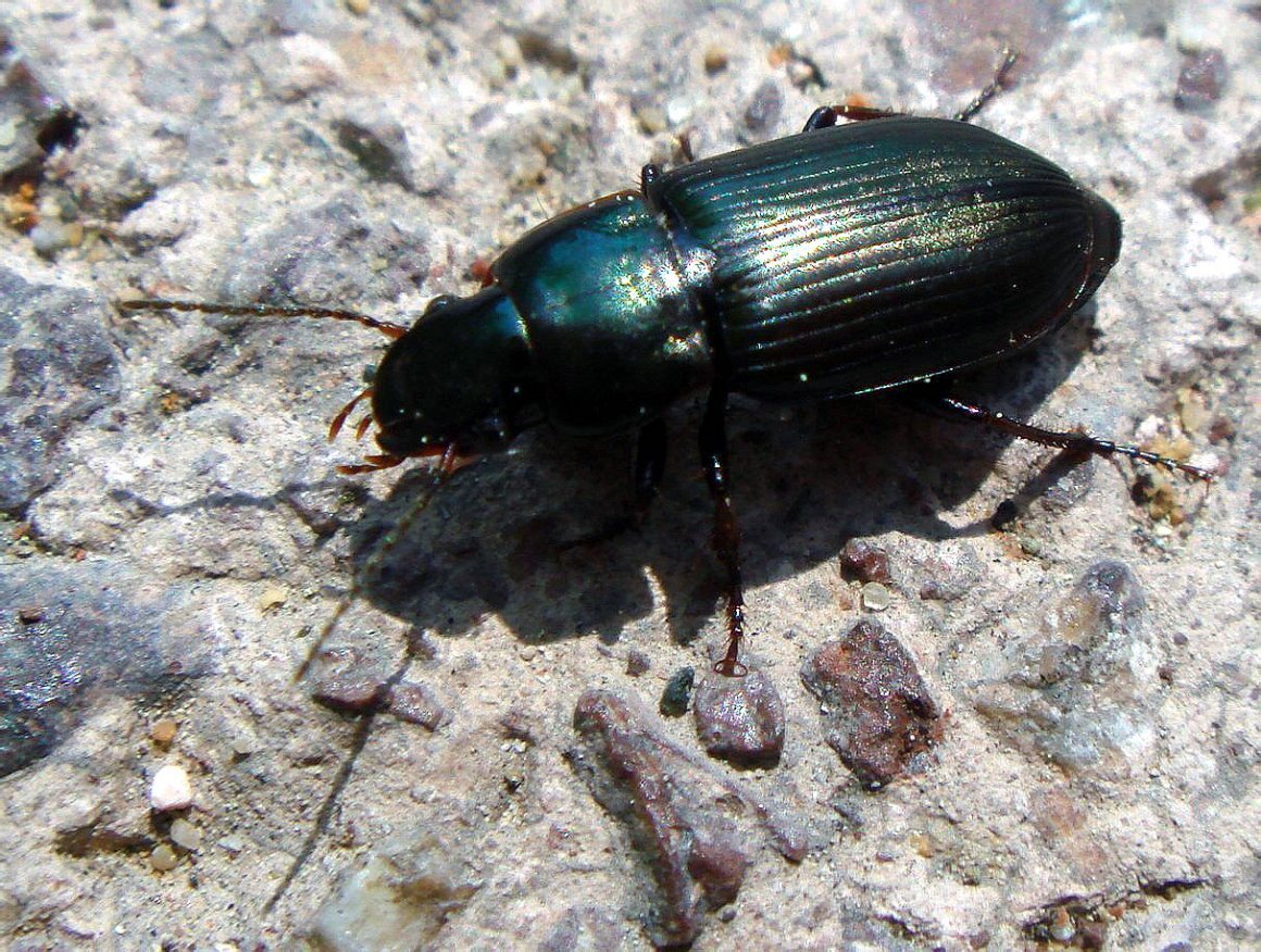 Черный Жук жужелица