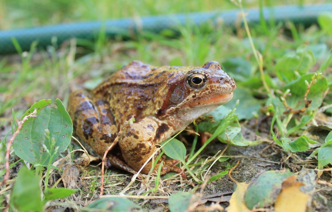 Бурая травяная лягушка