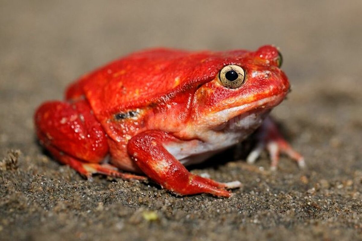 Лягушка томатный узкорот