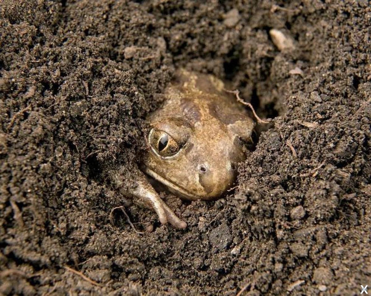 Земная жаба