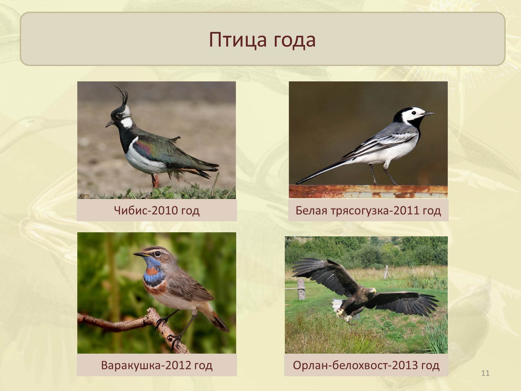 Чибис птица описание. Чибис Перелетная птица. Пигалица птица. Птица года 2011 год.