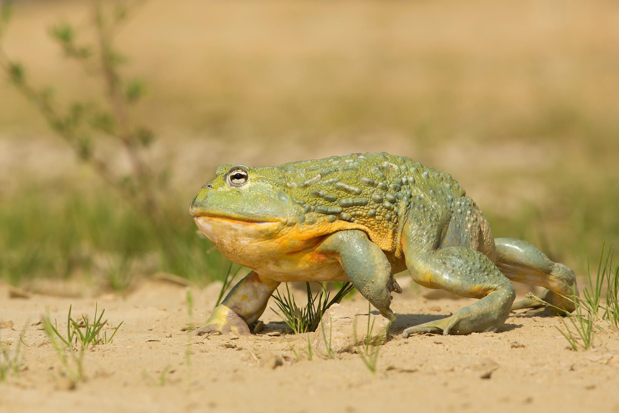 Земноводные пустыни. Африканская жаба Bullfrog. Лягушка водонос. Лягушка-водонос (Pyxicephalus adspersus). Лягушка бык водонос.