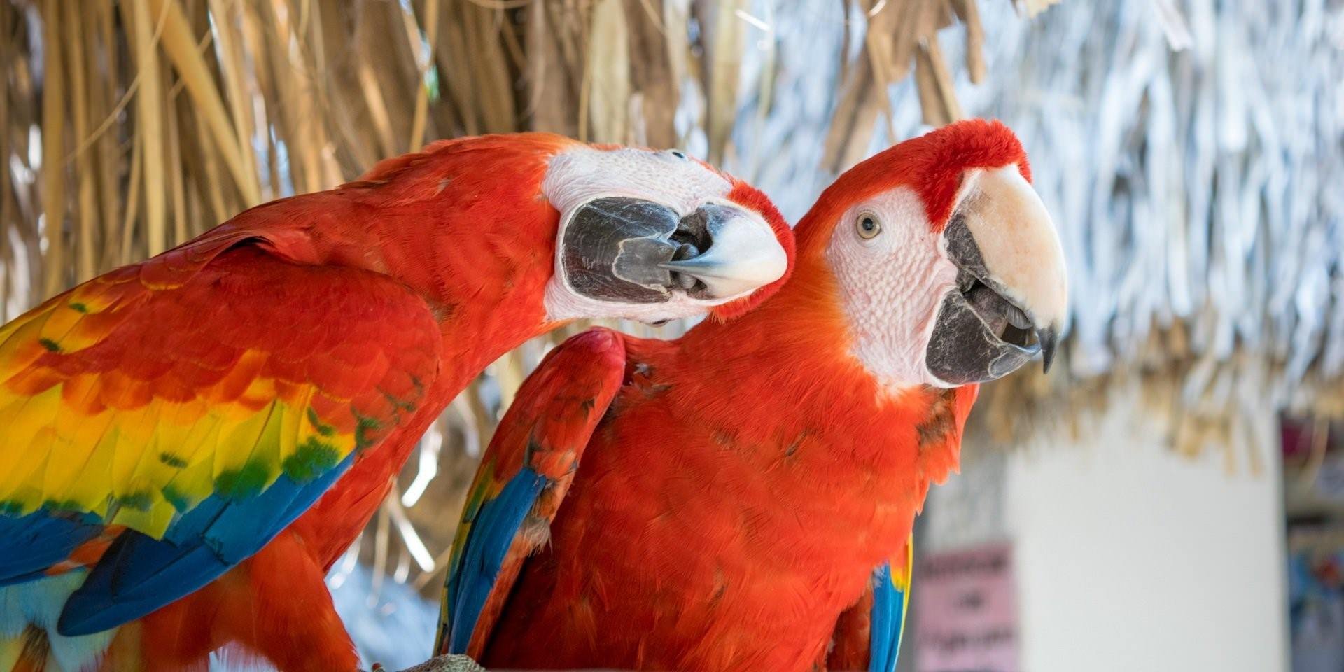 В зоопарке живут 5 видов попугаев. Попугай ара красный. Попугай Арлекин. Ара Арлекин. Попугай ара и Какаду.