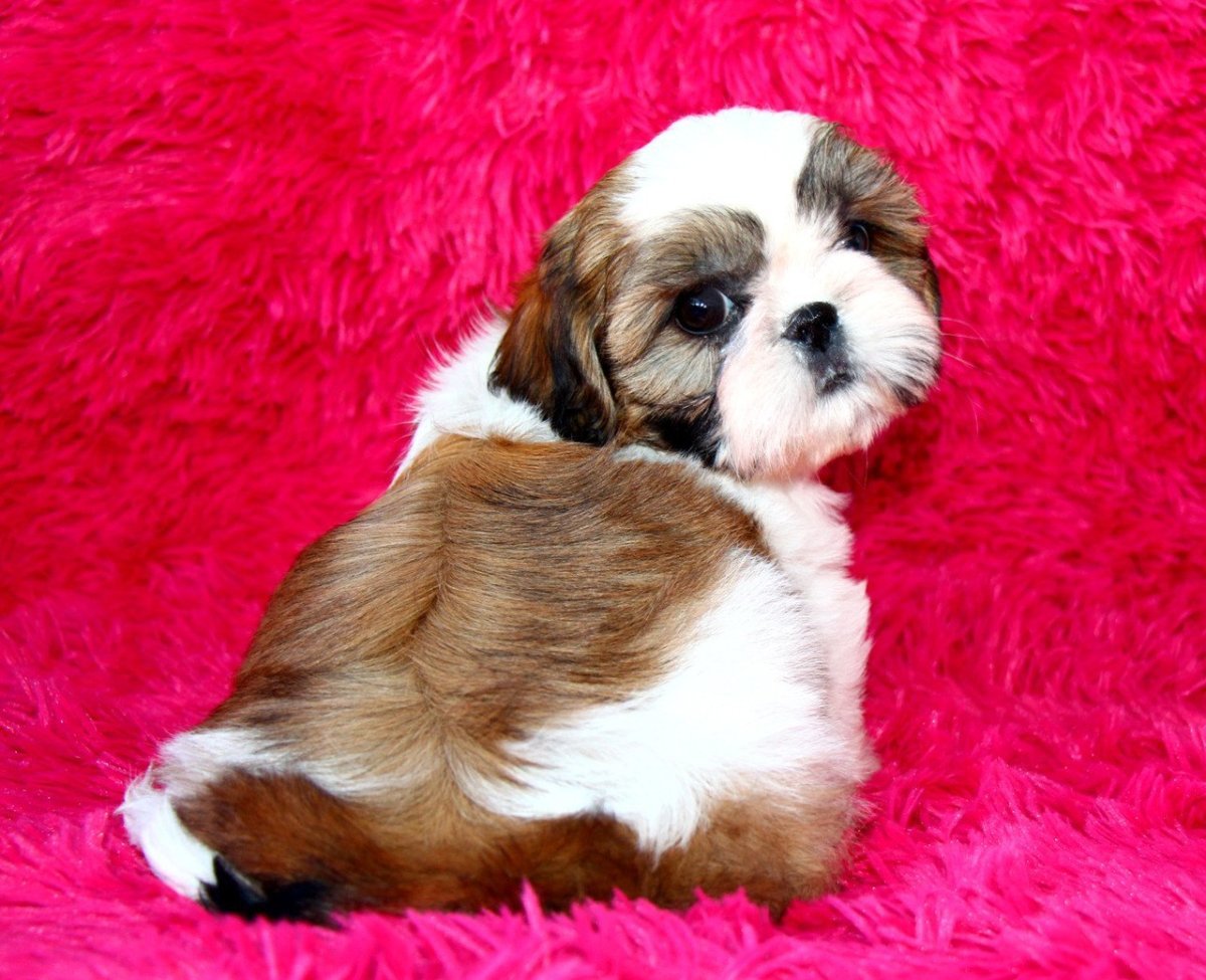 Щенки ши тцу