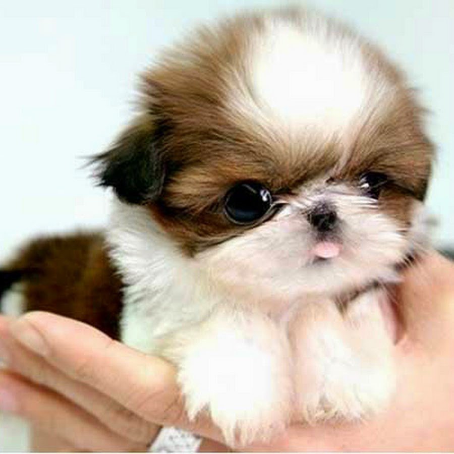 Ши тцу Беби фейс