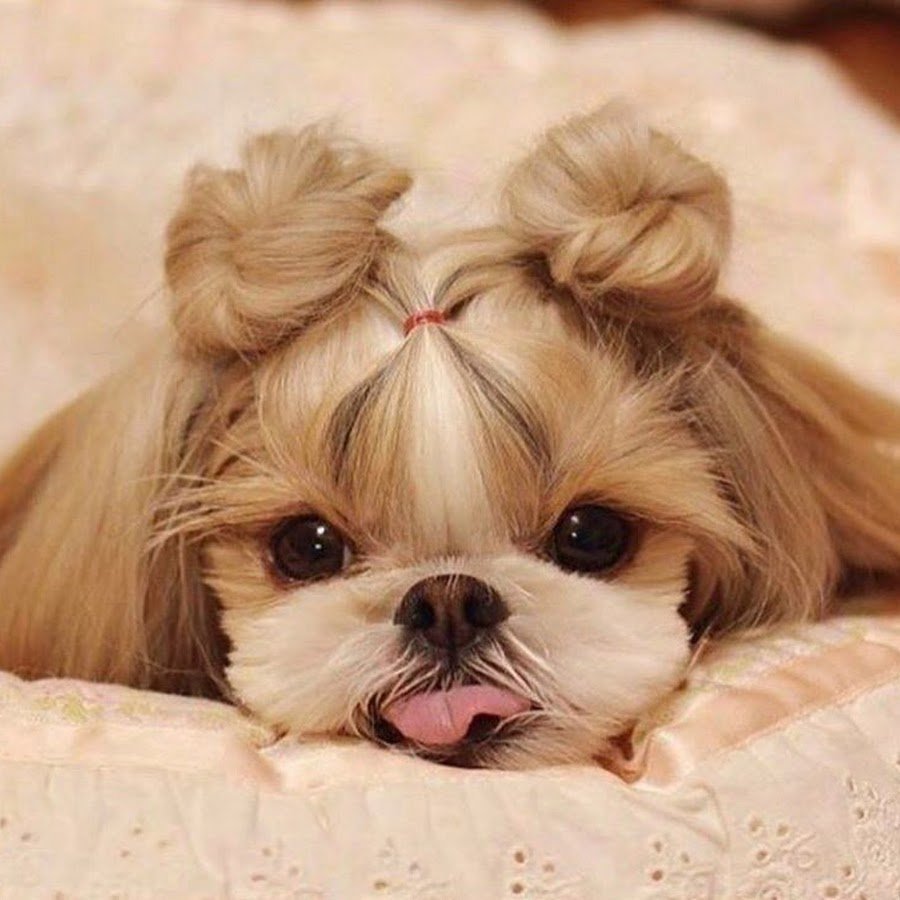 Ши-тцу маленькая