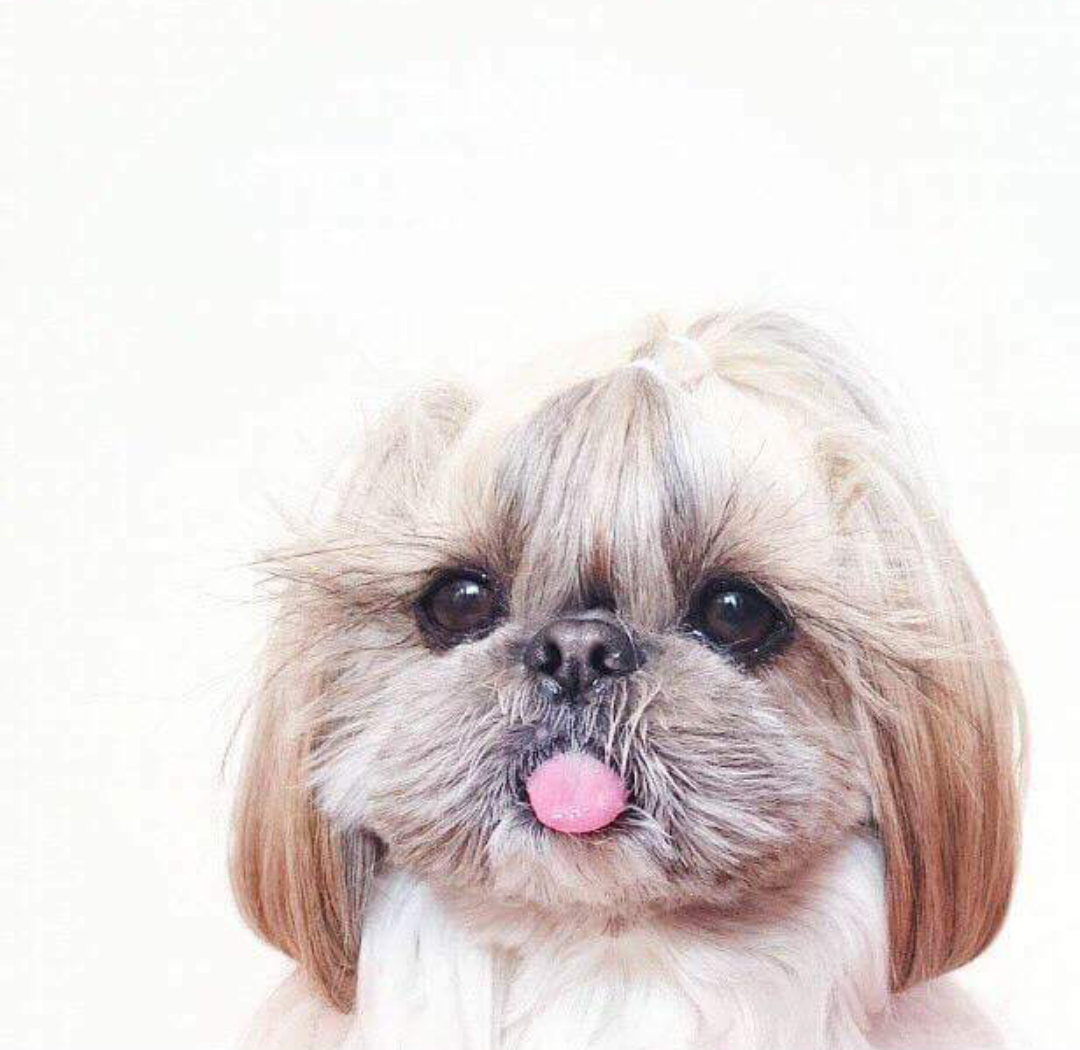 Ши тцу лысая