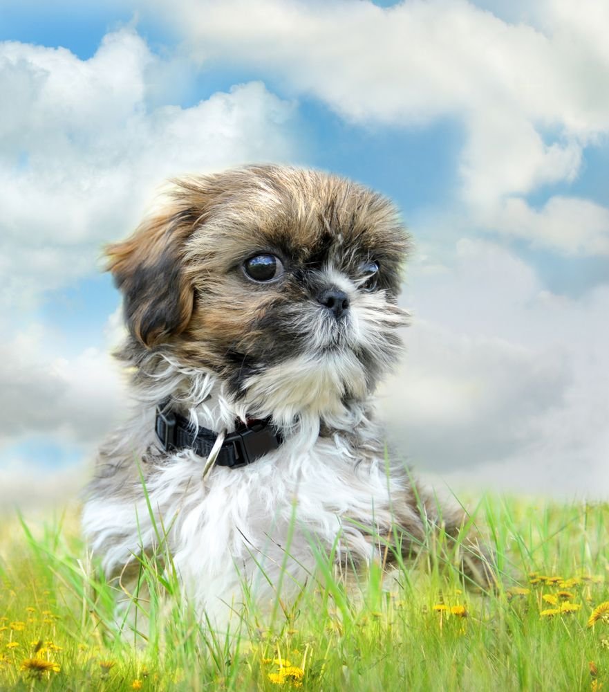 Shih Tzu Puppy