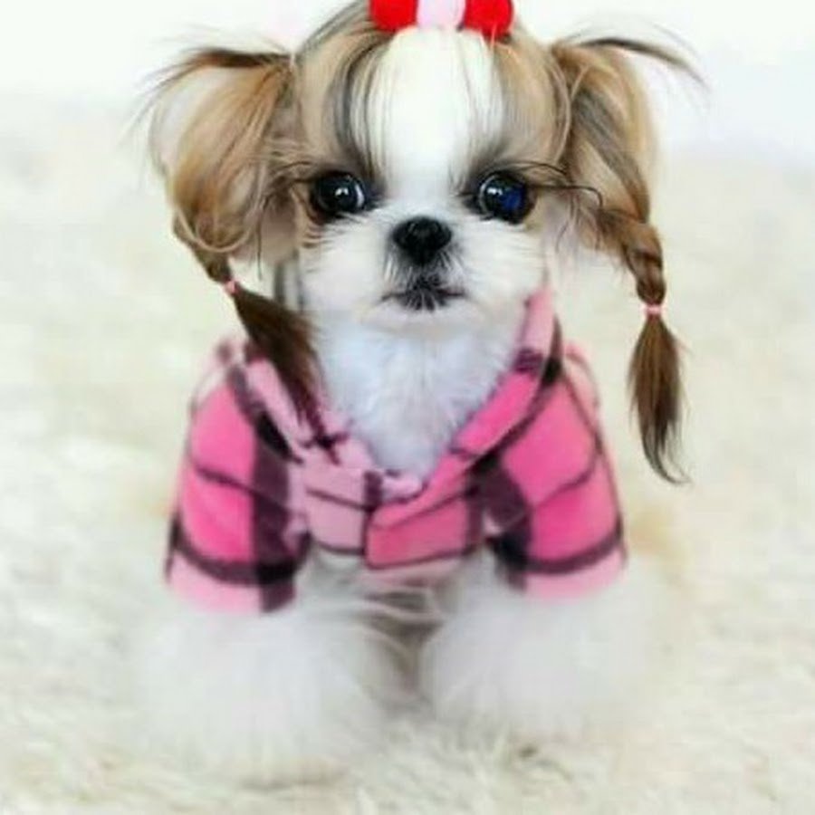 Собака маленькая ши тцу