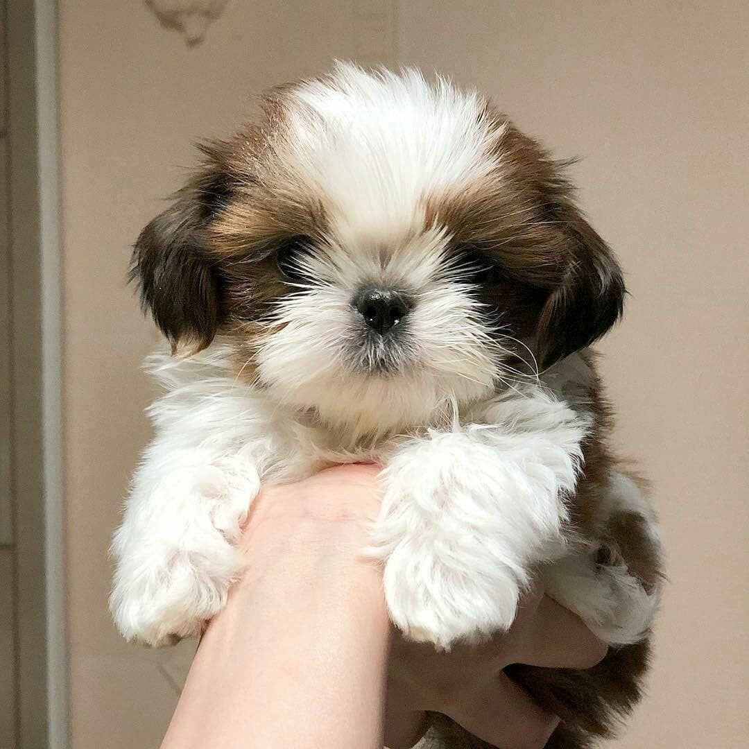 Shih Tzu Puppy