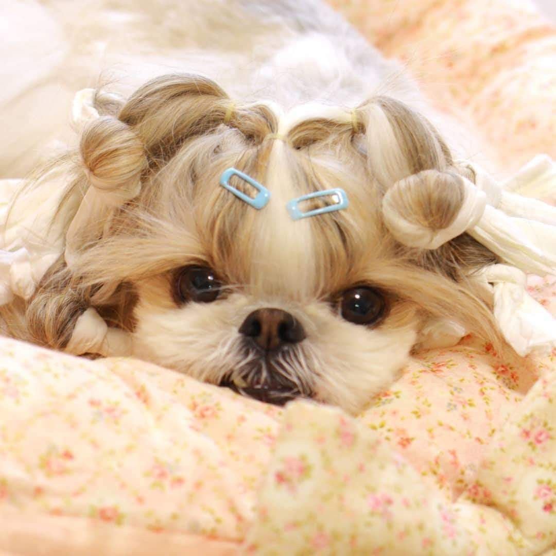 Ши тцу для них лежанки