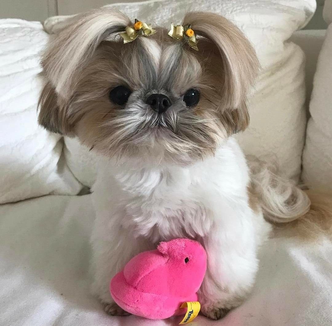 Ши тцу Беби фейс