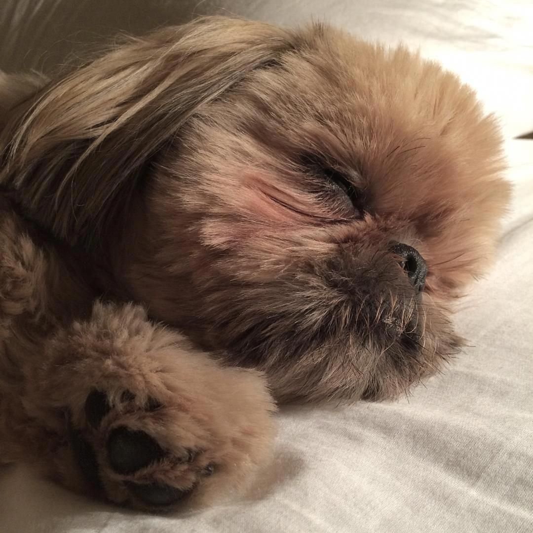 Спокойной ночи с ши-тцу