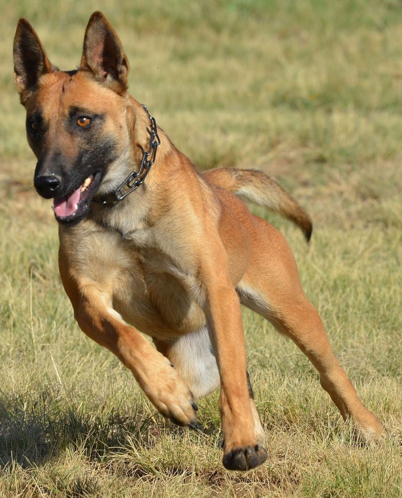 Бельгийская овчарка малинуа рыжая