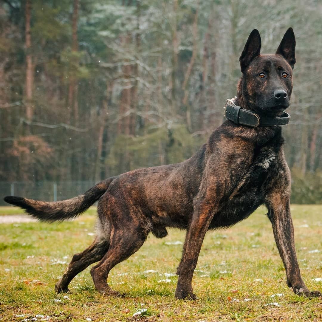 Хердер и малинуа