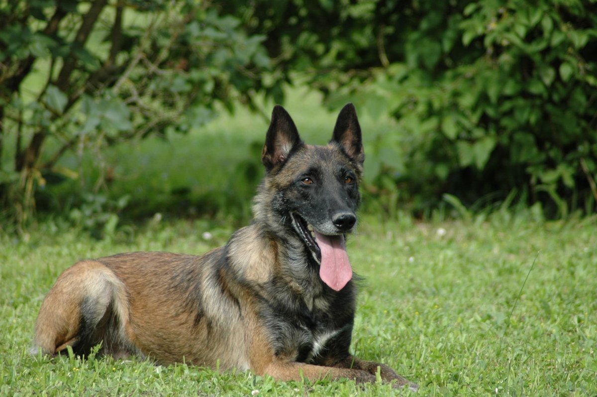 Хердер или малинуа