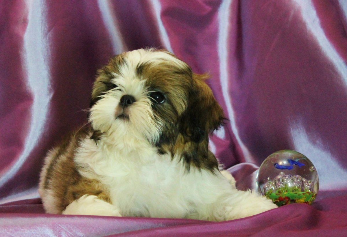 Ши-тцу медвежьего