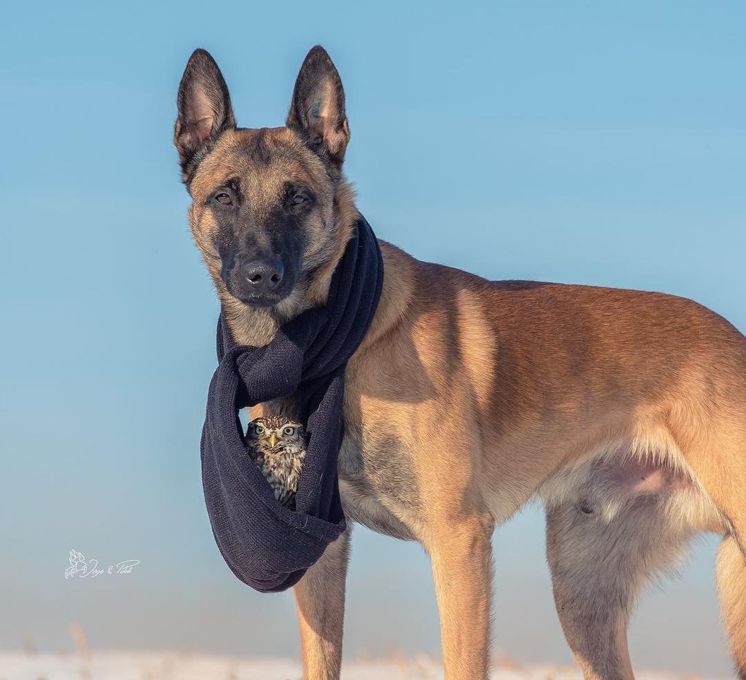 Бельгийский малинуа Инго