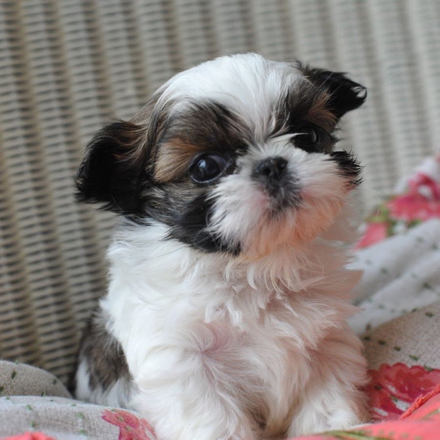 Imperial Shih Tzu images