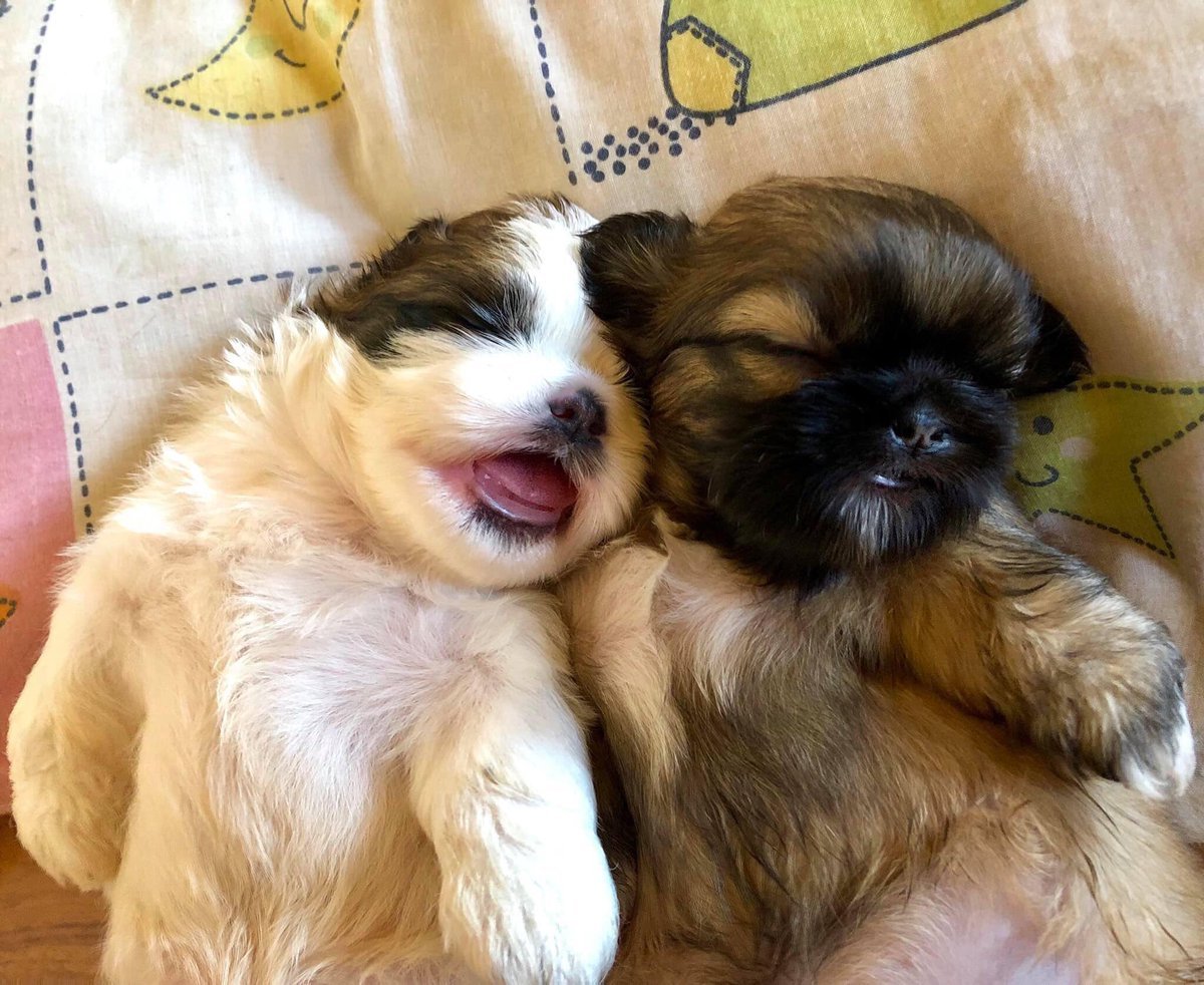 Картинка ши-тцу спит