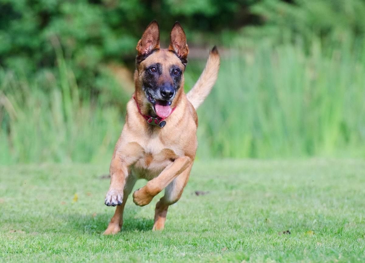 Малинуа фрисби