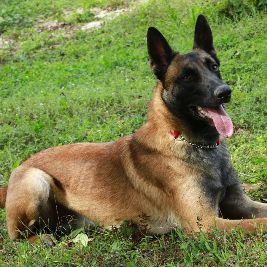 Порода собак овчарка малинуа