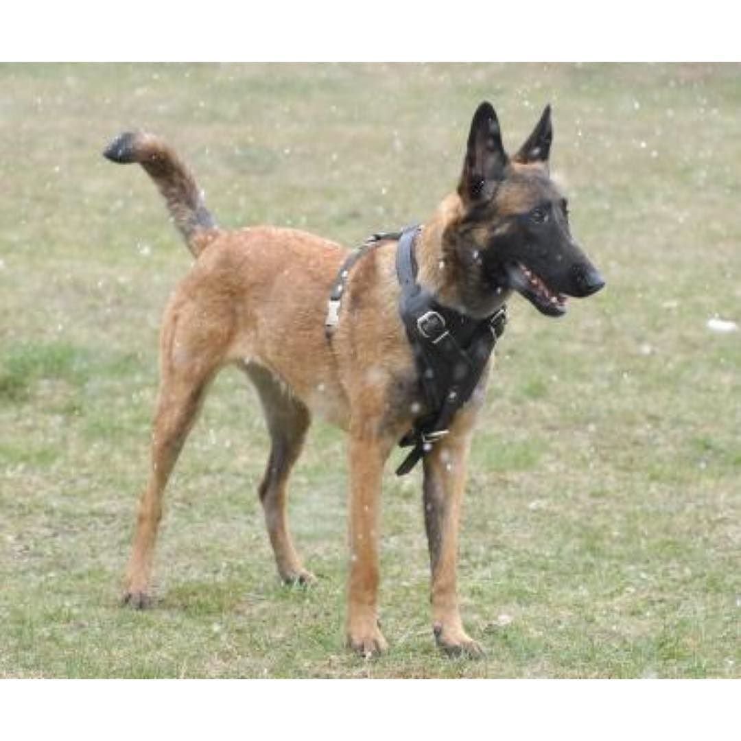 Бельгийская овчарка малинуа в атаке