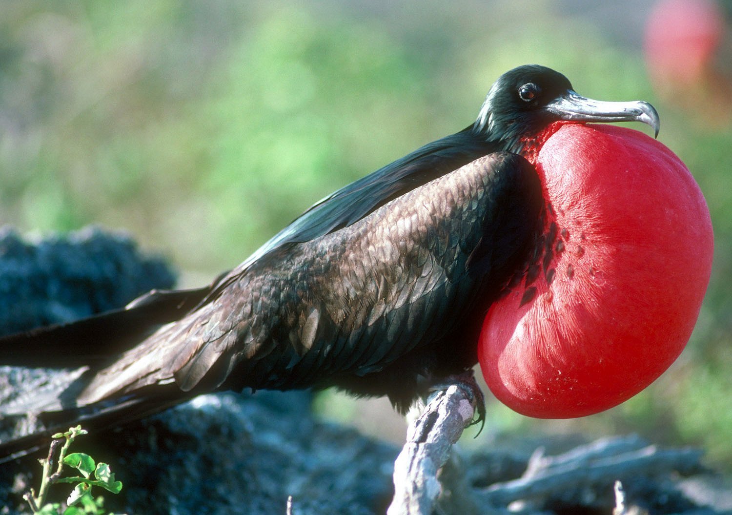 Какая птица имеет большие глаза. Великолепный Фрегат Галапагосские острова. Фрегат птица. Великолепный Фрегат птица. Птица с красным зобом.