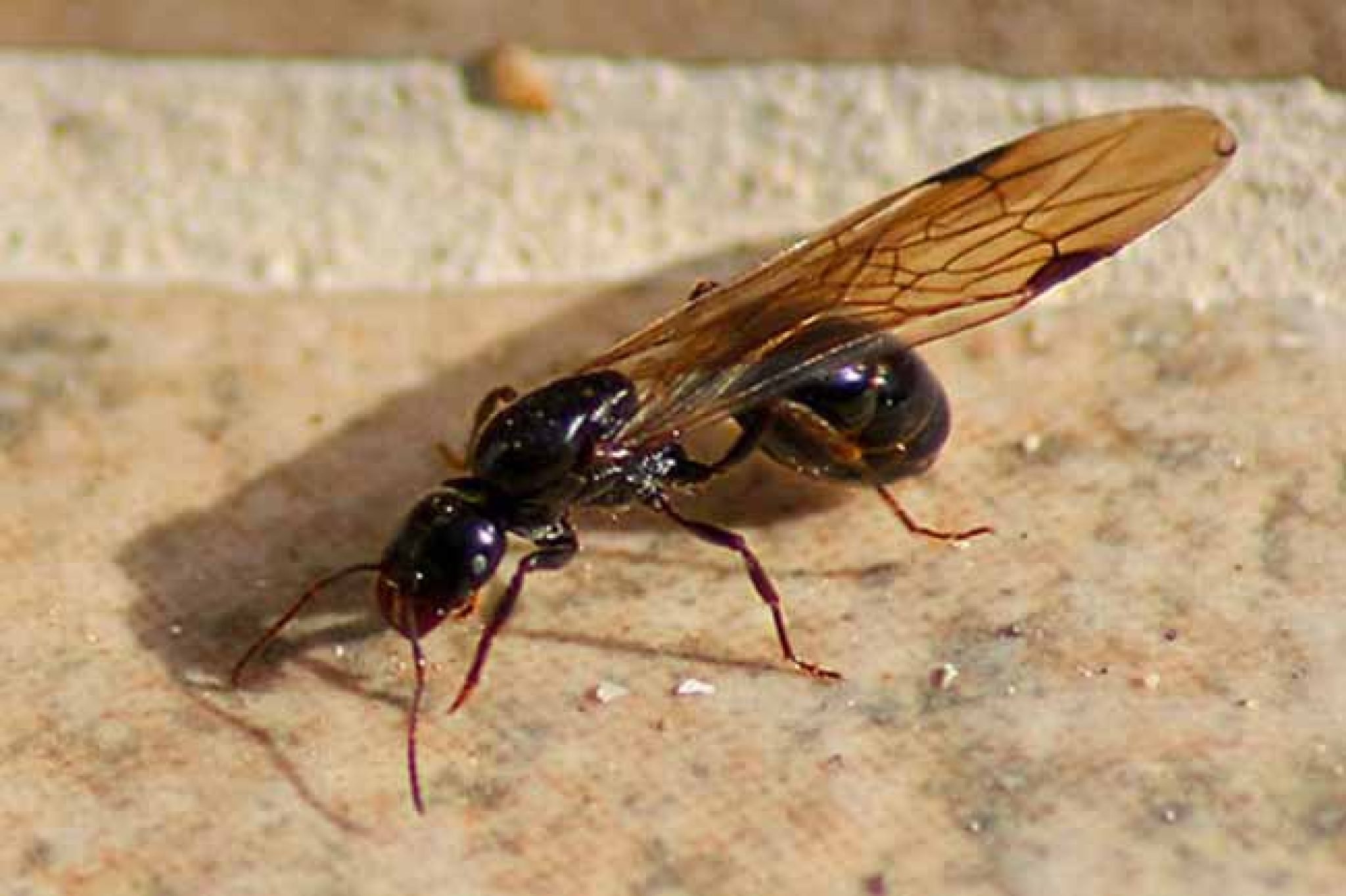 Летающие муравьи в доме. Муравьи с крыльями. Муравьиная матка с крыльями. Большие муравьи с крыльями. Летающее насекомое похожее на муравья.