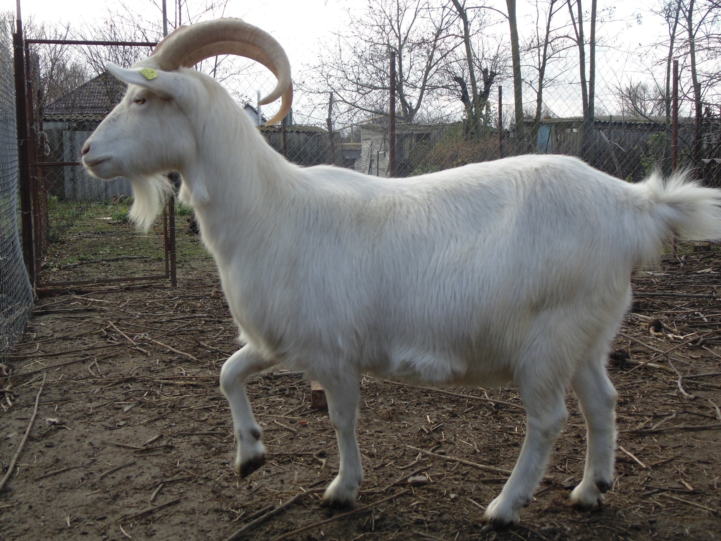 Породы коз молочных без запаха. Зааненская порода коз. Козел зааненской породы. Зааненская порода Козлов. Зааненская коза козел.