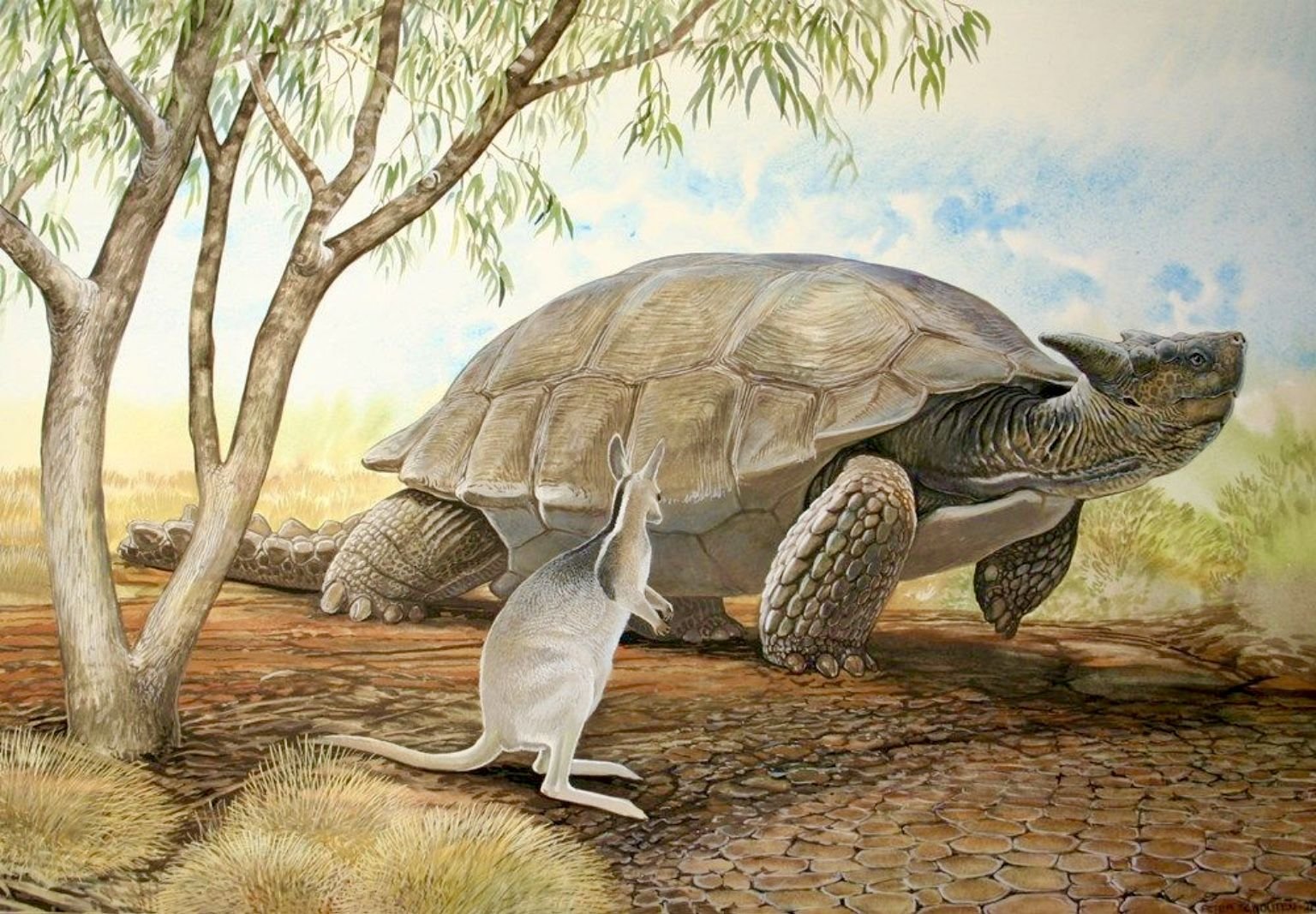 Древние времена динозавров. Миолания черепаха. Древняя черепаха Миолания. Рогатая черепаха Мейолания. Вымершая черепаха Миолания.