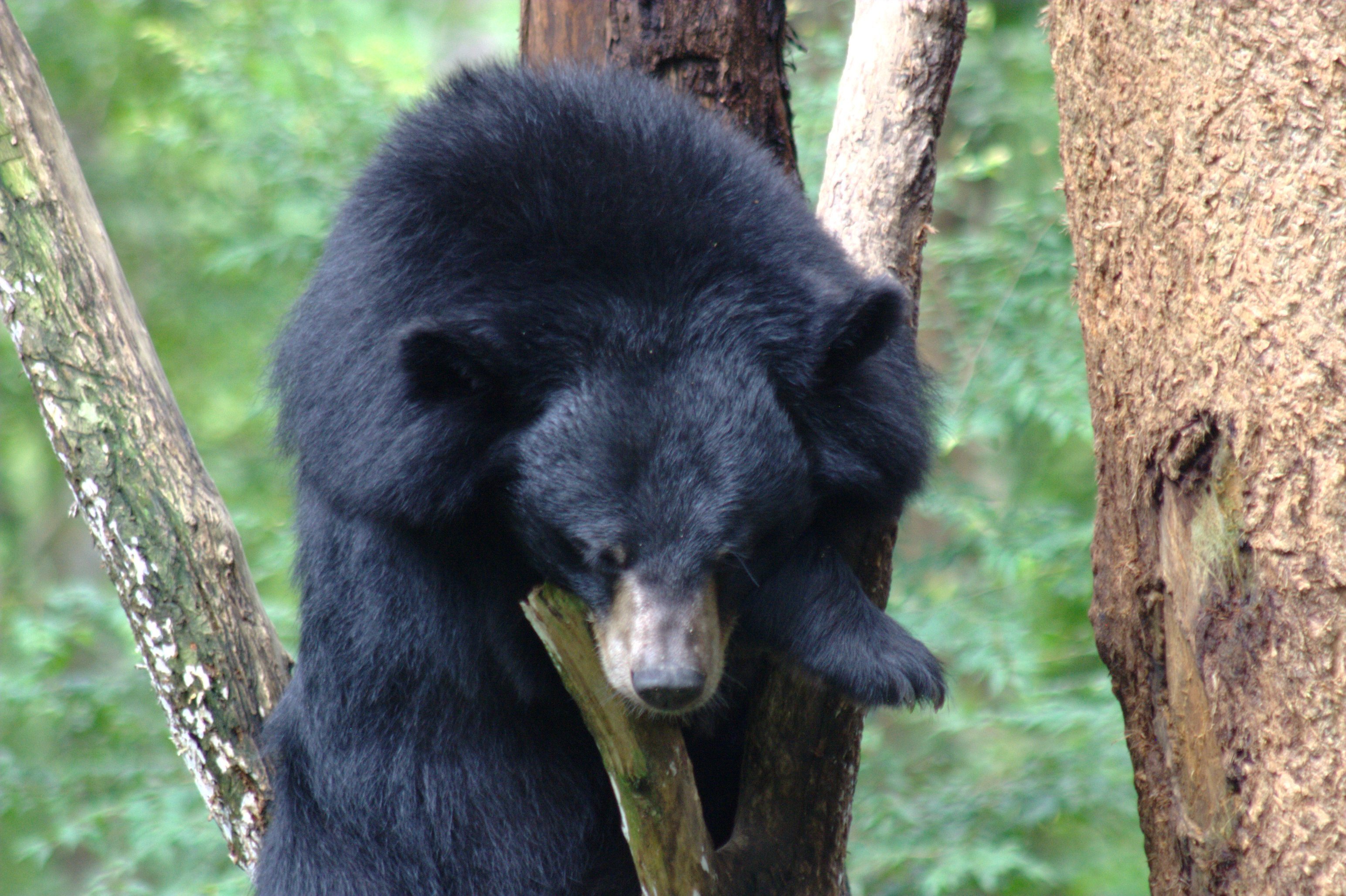 Гималайский медвежонок. Гималайский медведь. Белогрудый медведь. Гималайский медведь в Сихотэ-Алинь. Белогрудый медведь Ursus thibetanus.