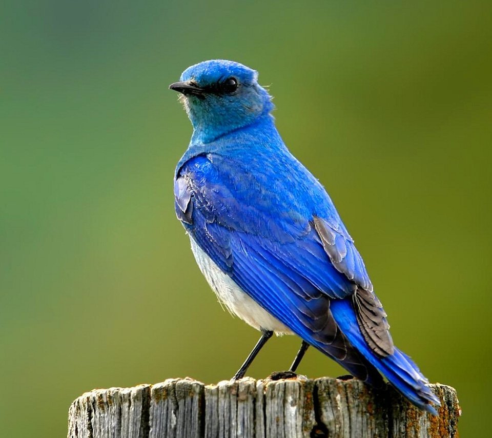 Синий Воробей