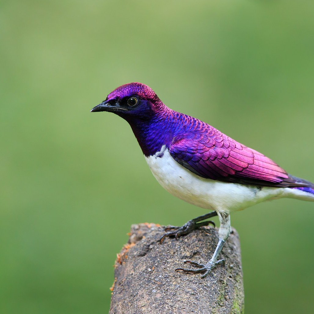 Аметистовый Дрозд