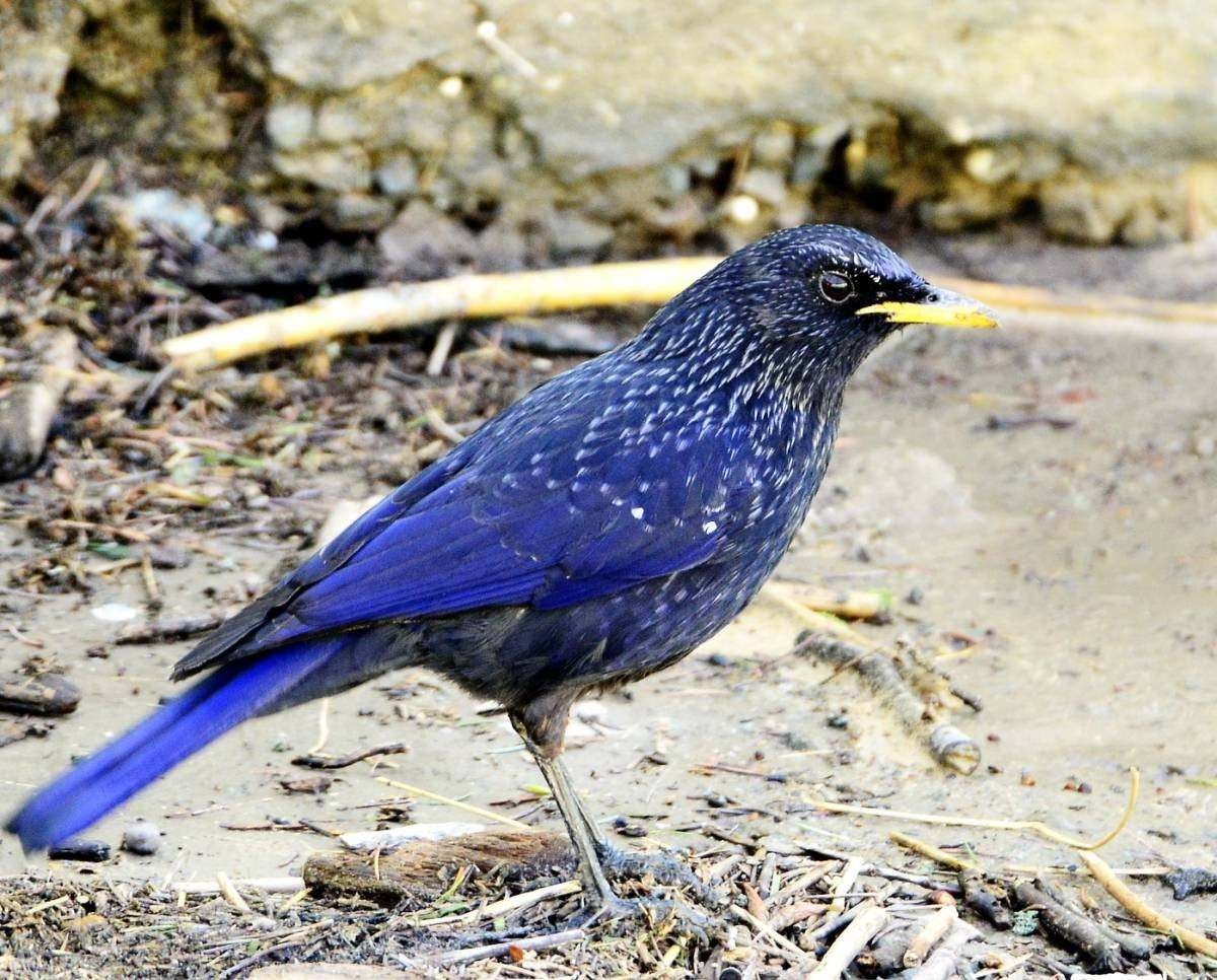 Синяя птица лиловый Дрозд