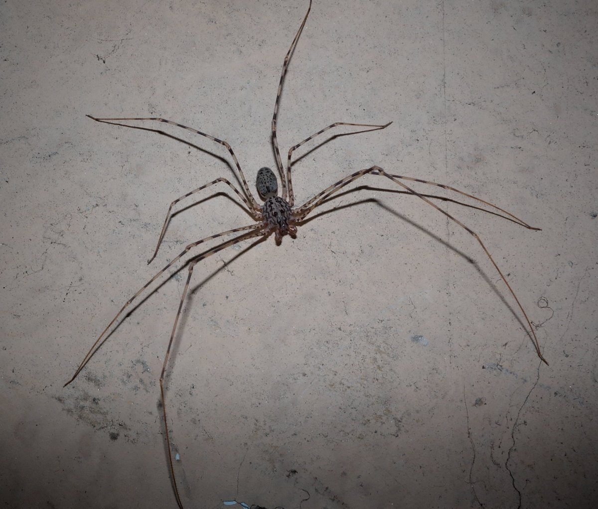Паук Araña araignee Ragno