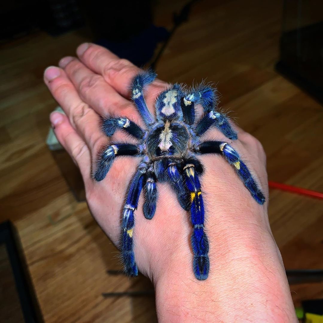 Паук птицеед Poecilotheria Metallica