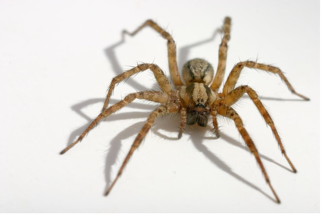 Tarentula hispanica