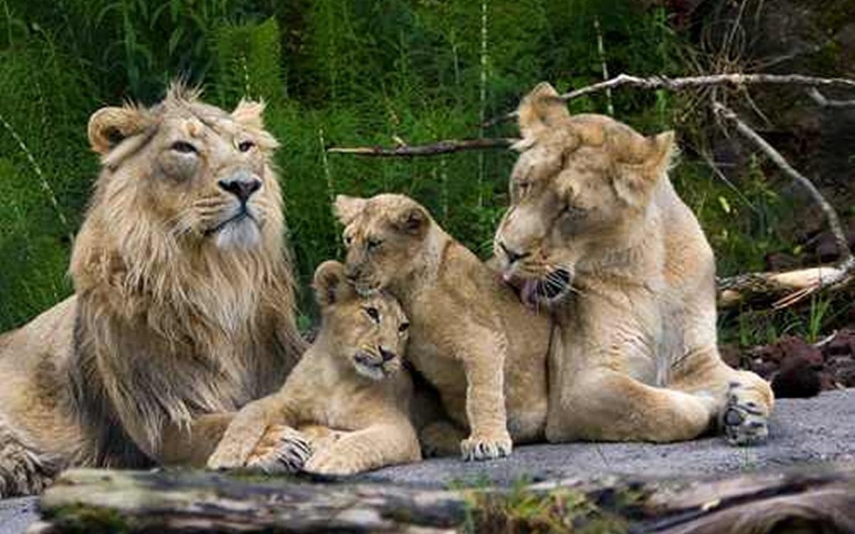 Лев львица и Львенок семья
