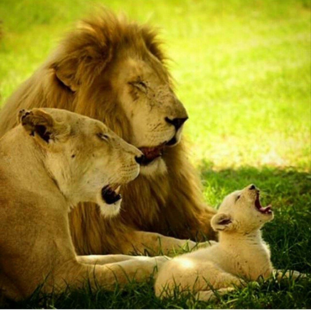 Лев львица и Львенок семья