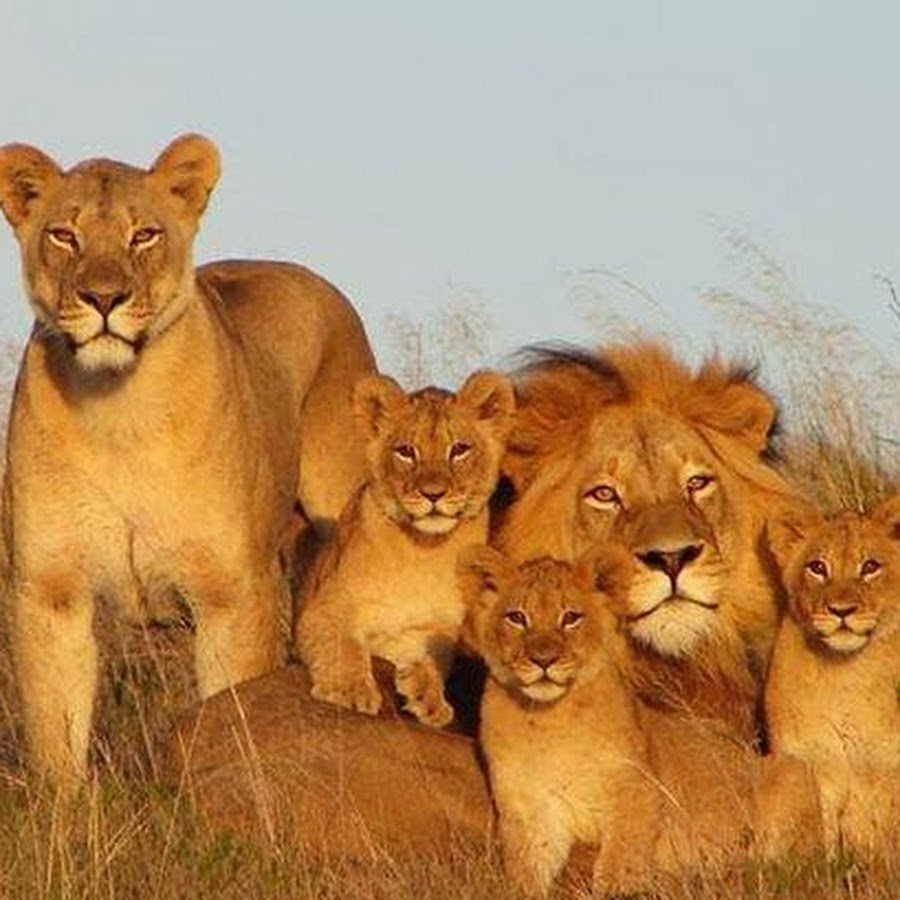 Львица с тремя львятами